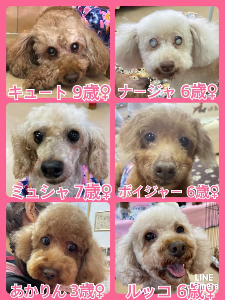 🐾今日の里親様募集中ワンコ🐶メンバーです🐾2021,8,10